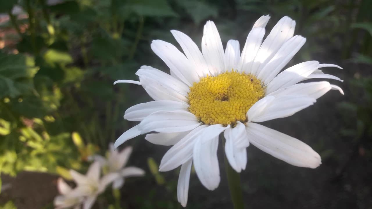 Chamomile blooms