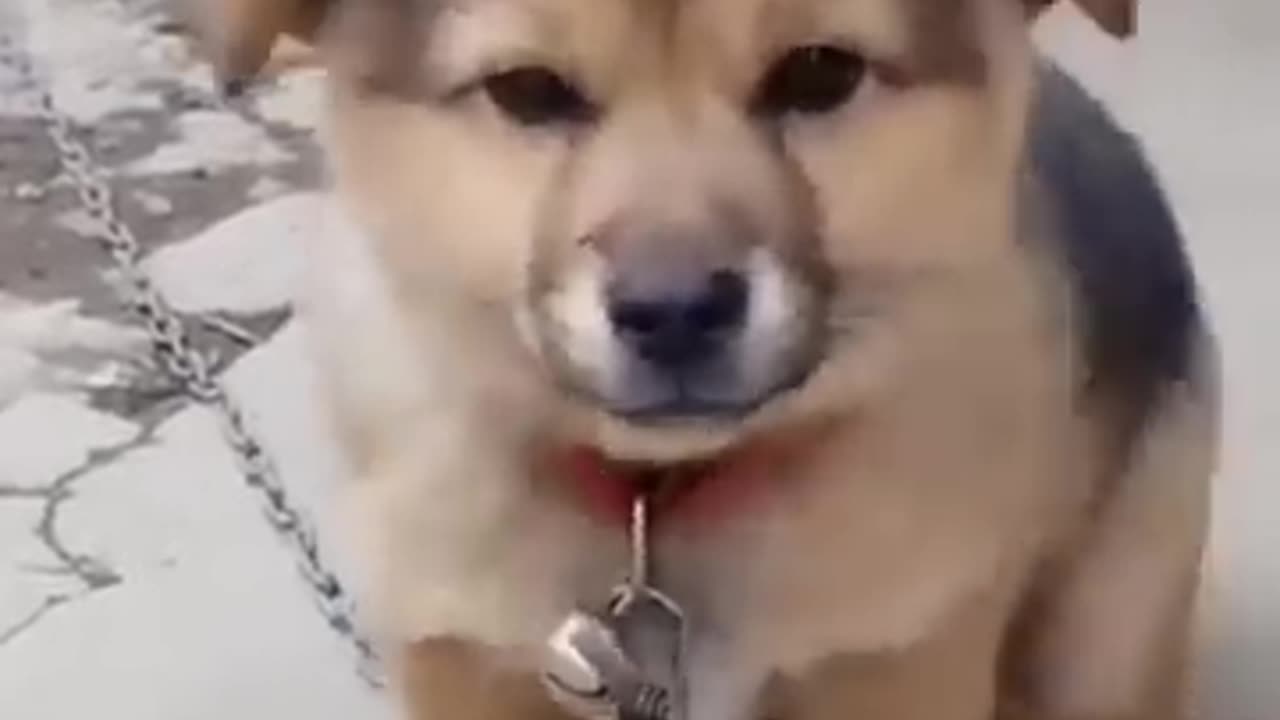 Cute 🥰 Dog Adorable Dog Melts Hearts with Playful Smile and Wagging Tail"🐕