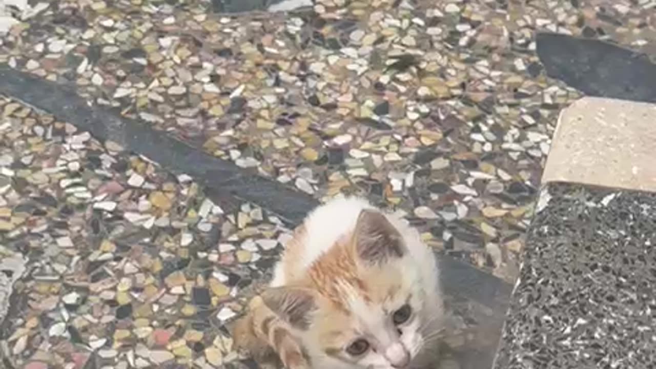 Little pet playing with my fingers