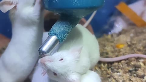 hamsters