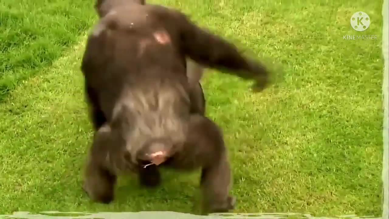 Funny animals, funny animals life,funny animal videos