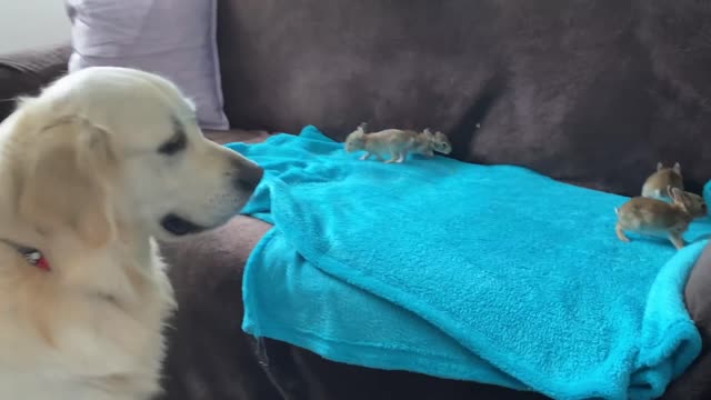 Golden Retriever Welcomes Baby Bunnies [CUTENESS OVERLOAD]