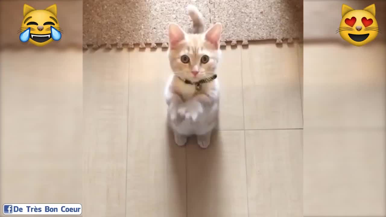 Little cat dancing is really too funny