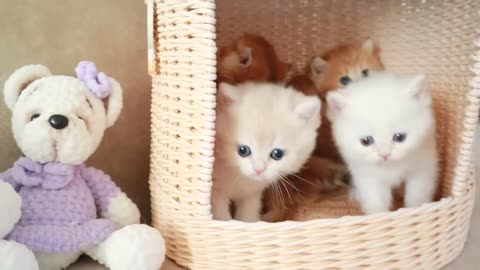 Mom Cat playing and talking to her Cute Meowing baby Kittens