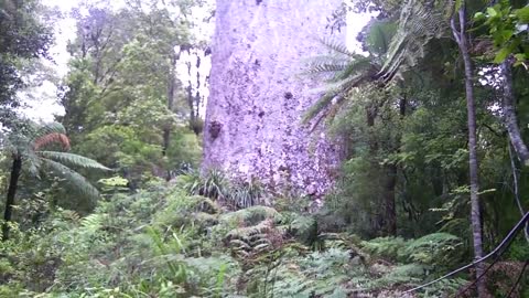 Top 5 BIGGEST Trees on Earth