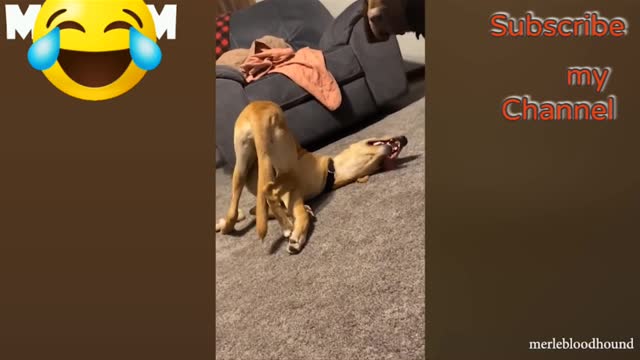 Funny dog