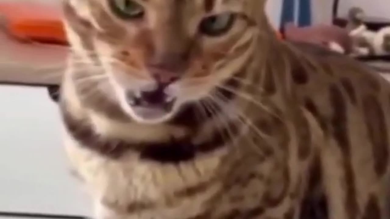 Funniest:cat_you_ever_see🤣🤣🤣ðŸ˜ðŸ˜mew #funnyanimalvideo #animalviral