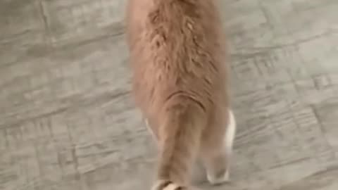 Funny animal djddjdskzzk gydfh