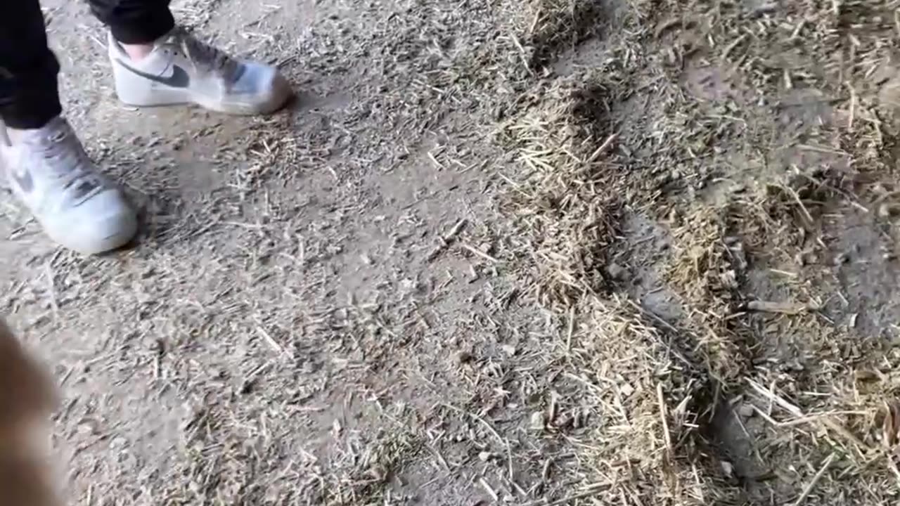 Cow Tries to Lick Golden Retriever