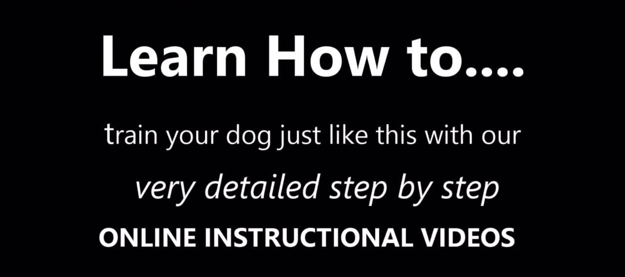 How to train your dog easy and fast