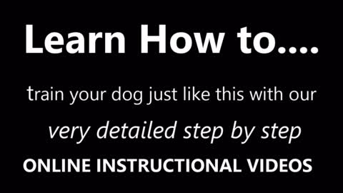 How to train your dog easy and fast