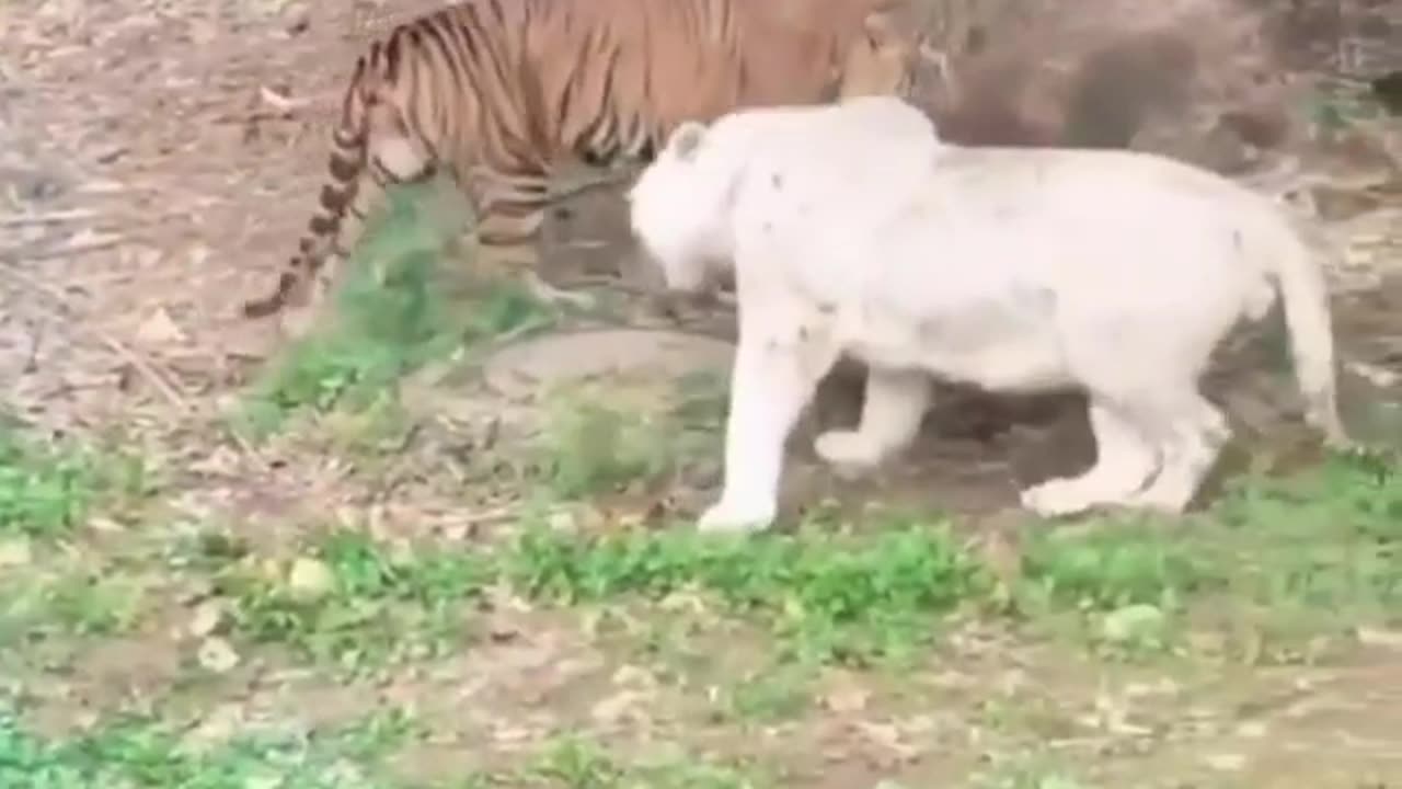 TIGER FIGHT WITH WHITE TIGER