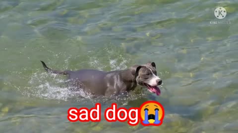 Sad dog 😭😭