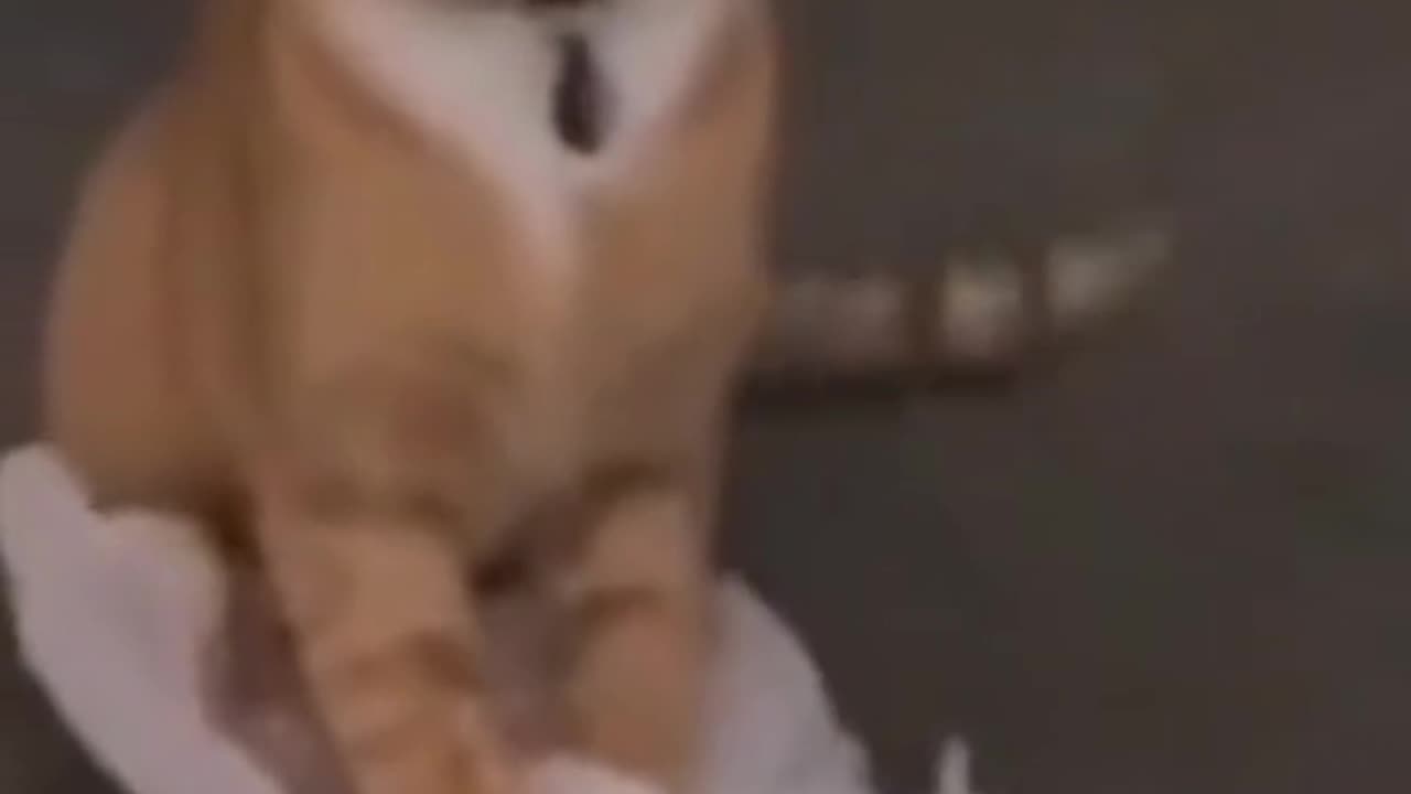meow animals #meow #animals #cats #dogs #funnyvideo #fightcoronavirus #viral #reel #viralreelsfbpage #foryoupageシvir #trendingreelsvideo #foryou