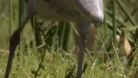 Shoebill Stork An ancient bird that has a sound like a gun shot