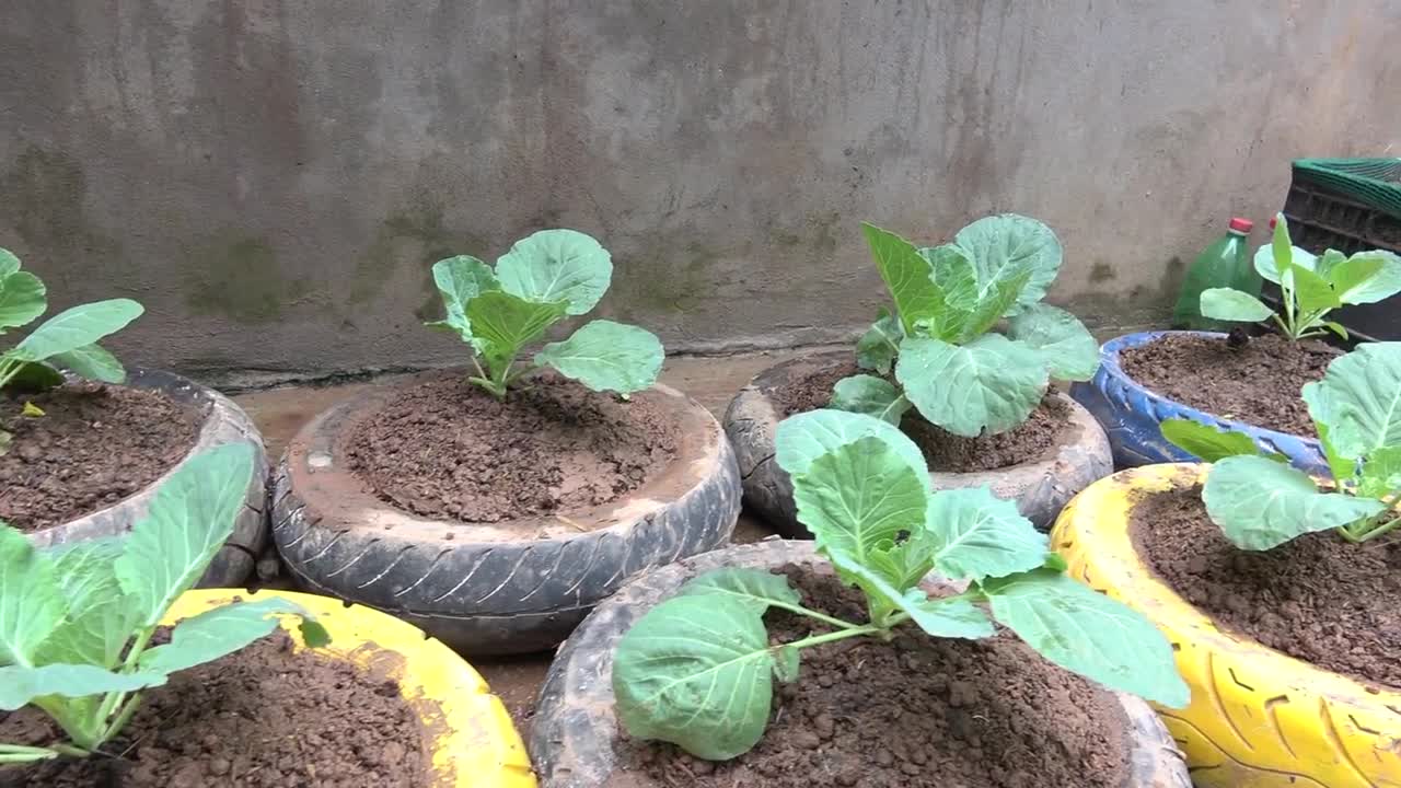 Growing cabbage in tires is easy for beginners and highly productive