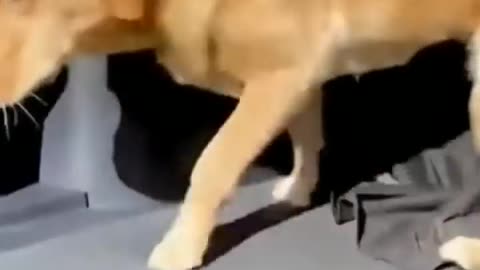 Funny videos dog