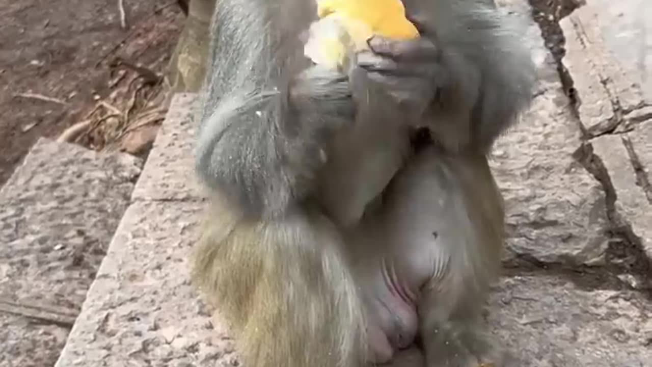 Funny monkey eating