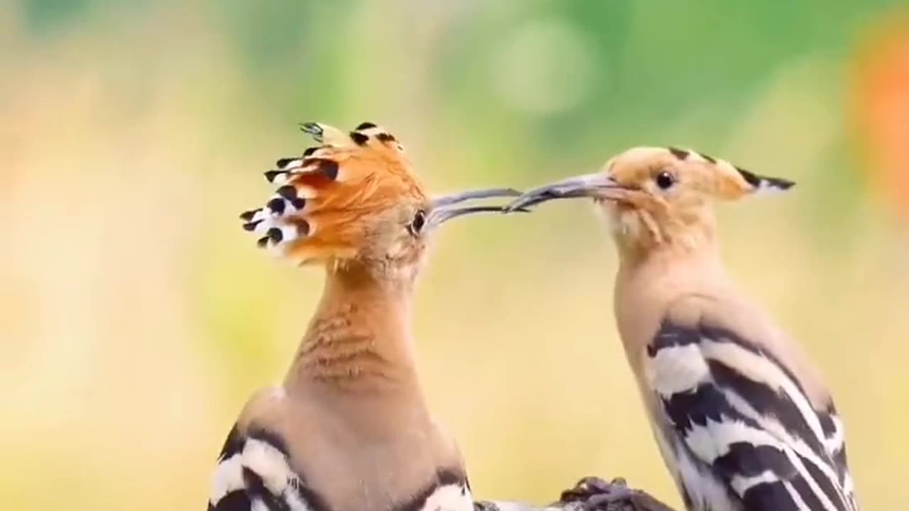 Eurasian Hoopoe