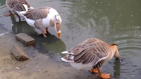 Duck Video