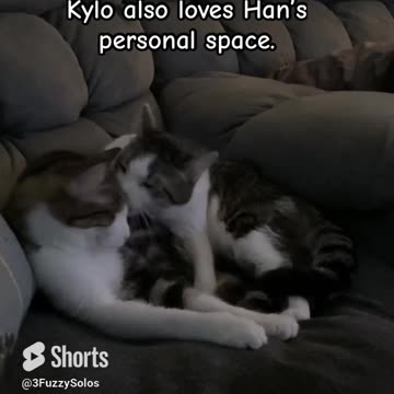 Kylo loves getting itno everyone's personal space