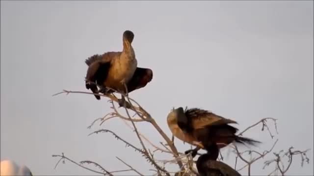 Beautiful Golden Pheasants and Wading Birds