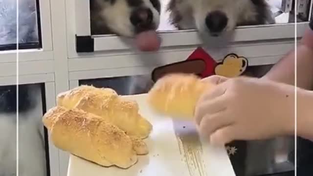 when siberian husky eat bread