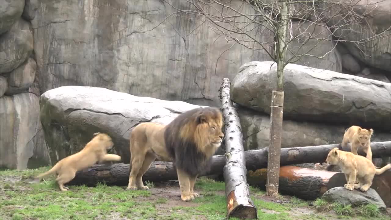 Lion cubs meet dad