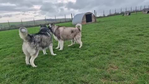 The Ultimate Treat Arrives And They Know It!