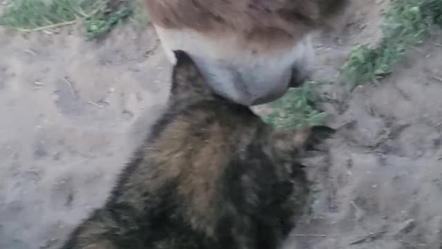 The donkey and cat are snuggling!