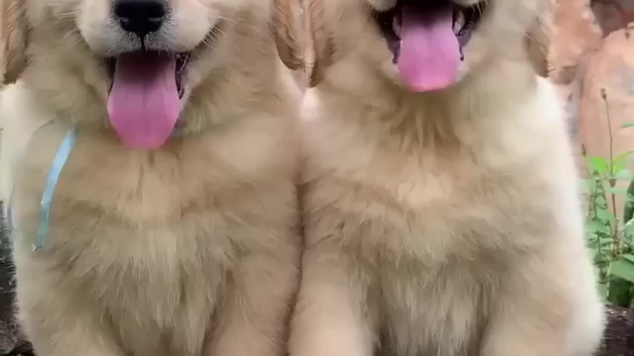 Flufiest golden retriever puppies🙈