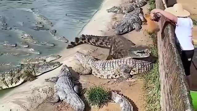 Animal