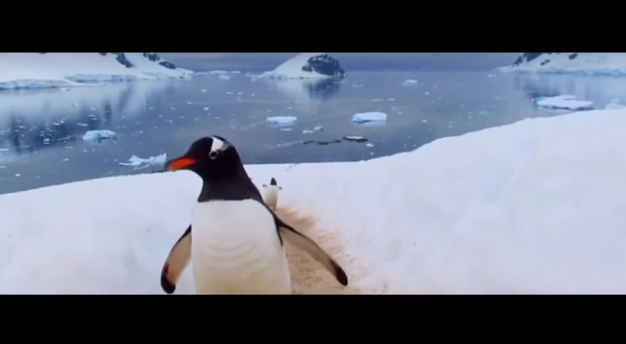 The penguins came waddling slowly in formation