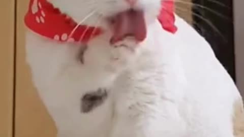 Funny cat video😀