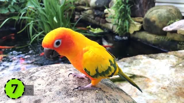 The 10 most amazing and beautiful parrot in the world.