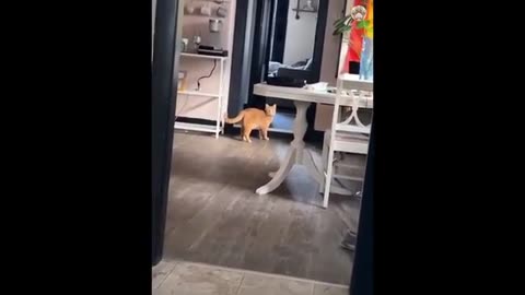 Cat 🐈 and dog video 😂