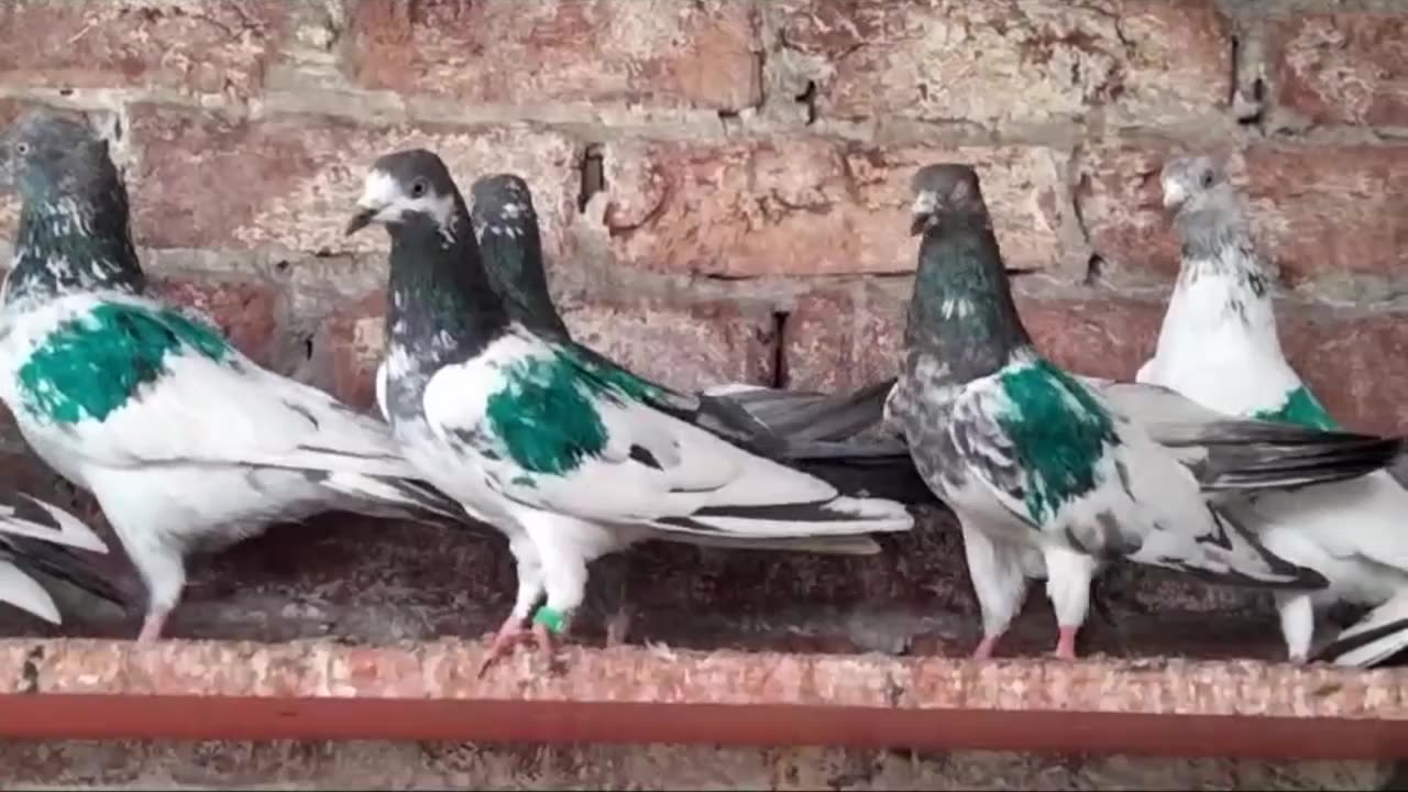 Beautiful pigeon breeder pair best flying