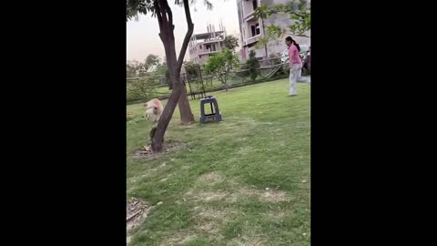 Animal funny videos