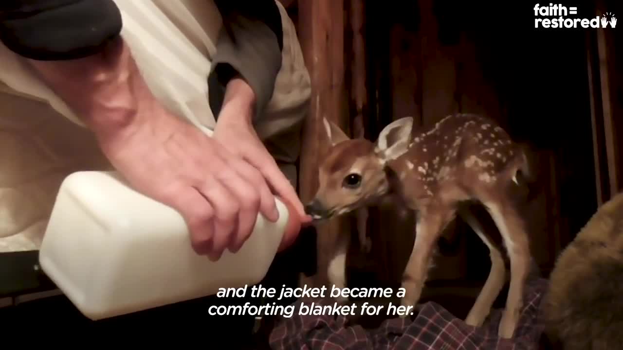 Injured Fawn Deer In Rocky Mountains Gets Adopted | The Dodo Faith = Restored