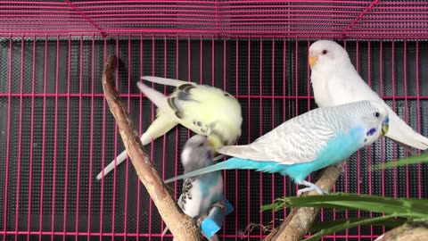 Unique Amazing parrots you never seen this type of parrot😍🥰🔥