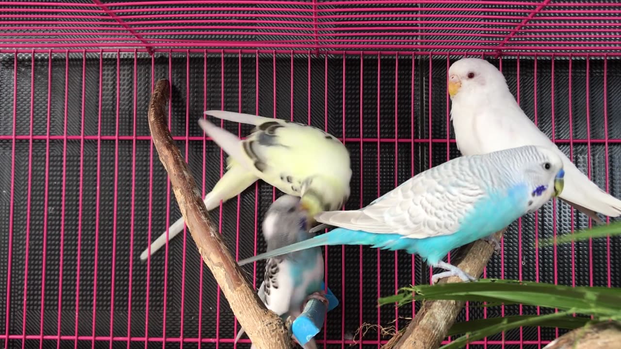 Unique Amazing parrots you never seen this type of parrot😍🥰🔥