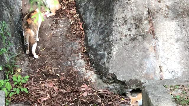 Mom cat brings her sons to eat food