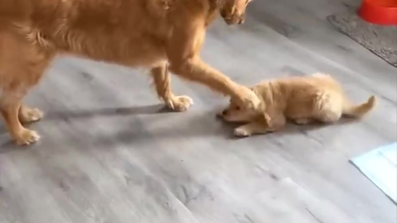 Golden Retriever & Loyalty! Unconditional Love