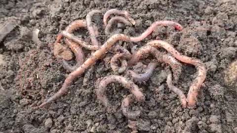 Fact File - Earthworm - Lumbricus terrestris_Cut