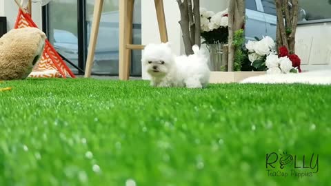 MUST WATCH!! LOOK HOW CUTE THIS MALTESE IS!!!! Mickey - Rolly Teacup Puppy