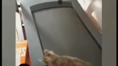 videoplayback