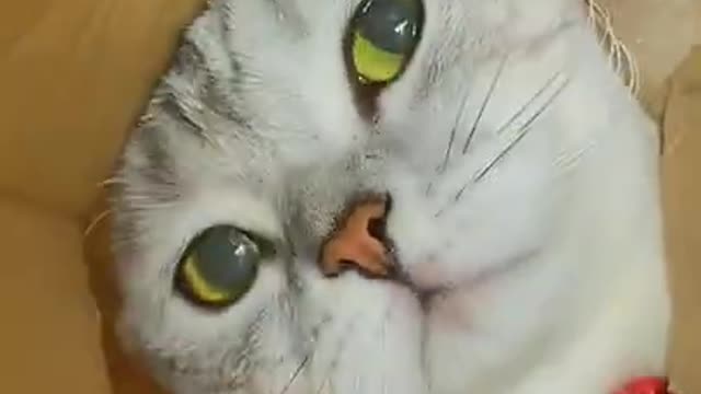 Lovely Cat, black cat, cats, funny cats, funny cat videos