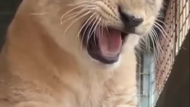 Baby lion cute roaring and reaction | baby lion walking....