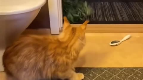 Cat funny video, animal funny video