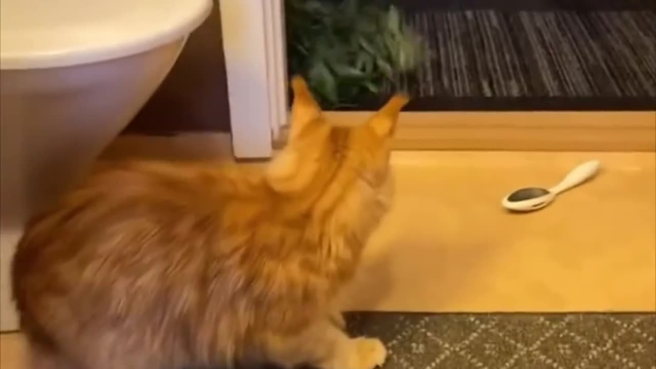 Cat funny video, animal funny video